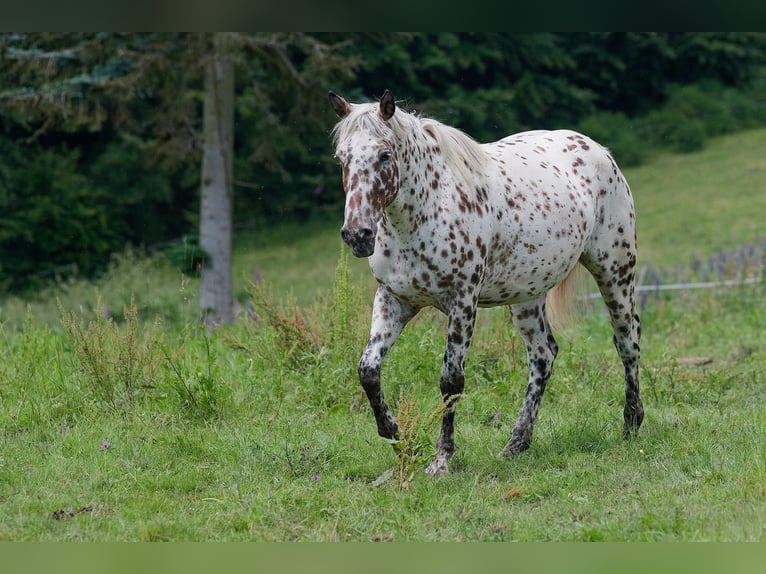 Knabstrup Klacz 3 lat 163 cm Tarantowata in Winden