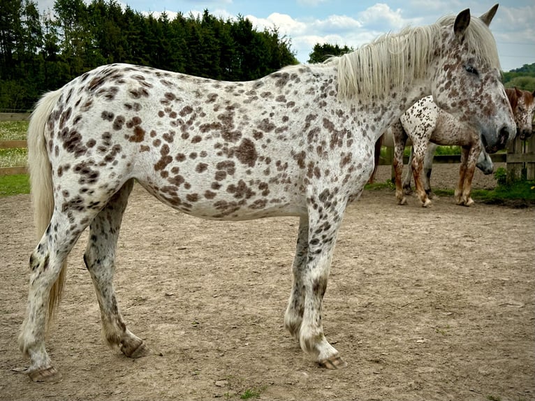 Knabstrup Klacz 4 lat 146 cm Tarantowata in Fredensborg