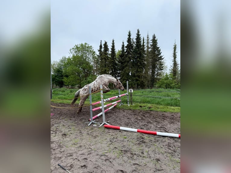 Knabstrup Klacz 4 lat 155 cm Tarantowata in Nordhorn