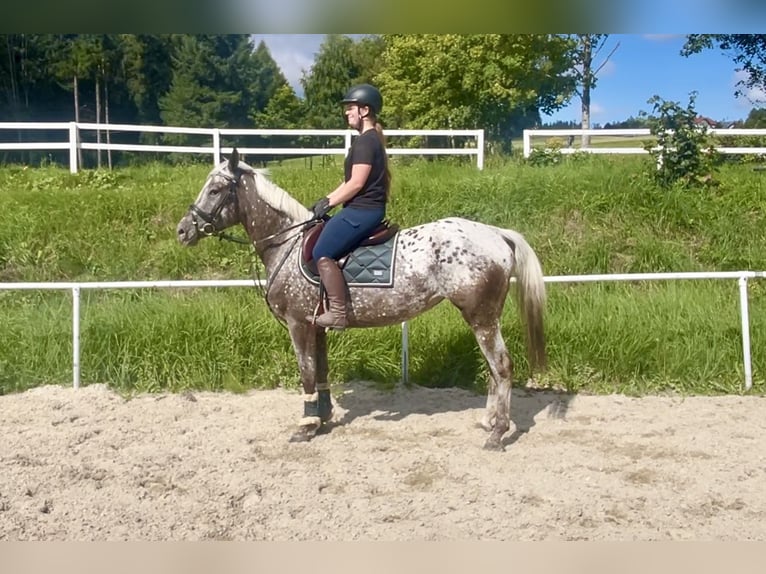 Knabstrup Klacz 4 lat 156 cm Tarantowata in Pelmberg
