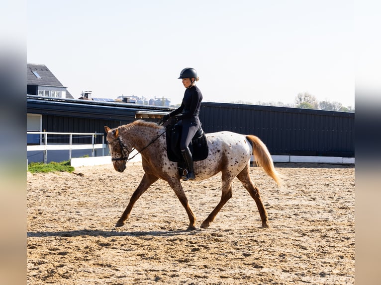 Knabstrup Klacz 4 lat 163 cm  in Weilerswist
