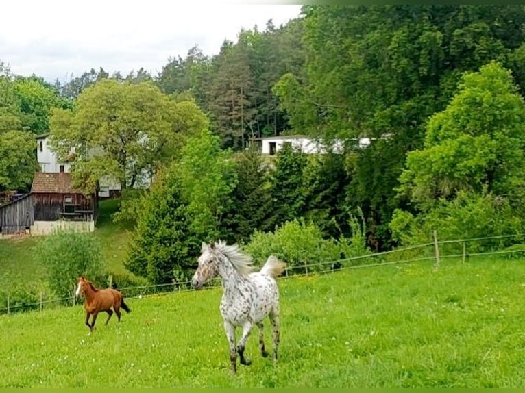 Knabstrup Klacz 4 lat 165 cm Tarantowata in Nittenau