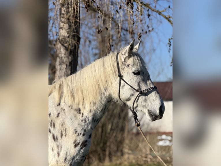 Knabstrup Klacz 5 lat 156 cm Tarantowata in Achstetten