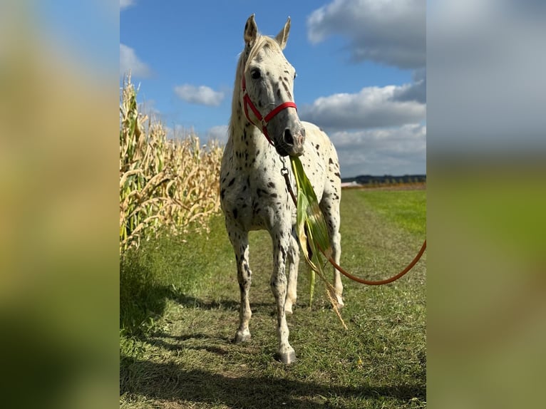 Knabstrup Klacz 5 lat 156 cm Tarantowata in Achstetten