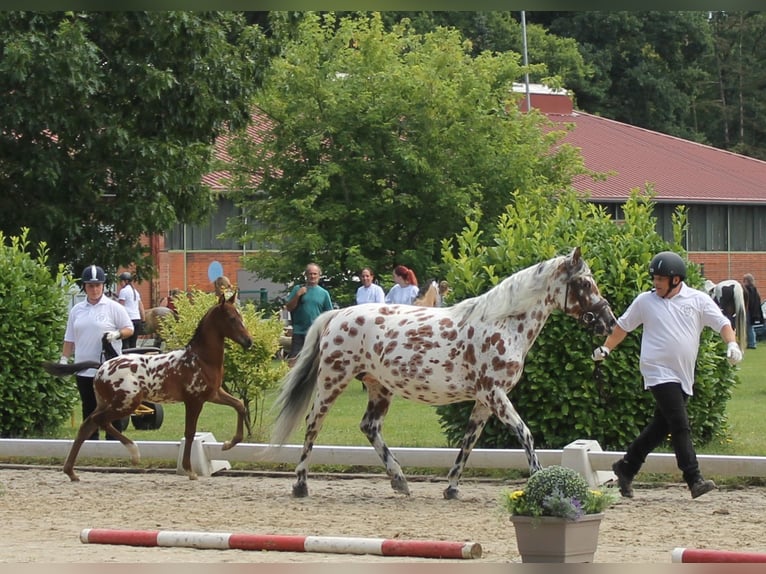 Knabstrup Klacz 9 lat 145 cm Tarantowata in Naila