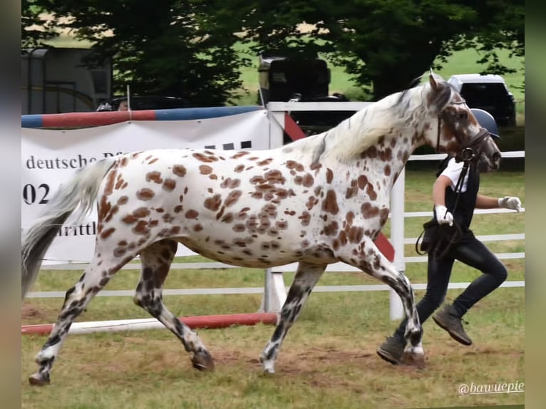 Knabstrup Klacz 9 lat 145 cm Tarantowata in Naila