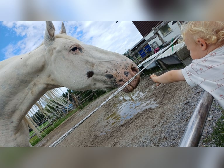 Knabstrup Klacz 9 lat 155 cm Biała in Ro&#xDF;haupten