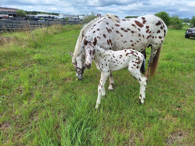 Knabstrup Klacz  160 cm Siwa w hreczce in Neustadt an der OrlaWeira