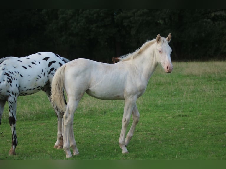 Knabstrup Mix Klacz Źrebak (05/2026) 168 cm Cremello in Monmouth