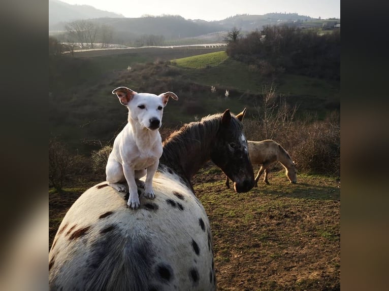 Knabstrup Mix Mare 10 years 14,1 hh Leopard-Piebald in Durfort Lacapelette