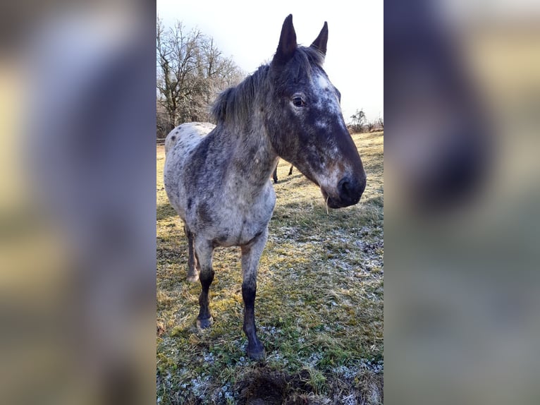 Knabstrup Mix Mare 10 years 14,1 hh Leopard-Piebald in Durfort Lacapelette