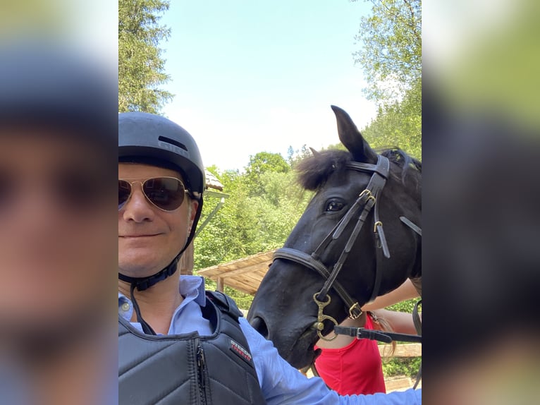 Knabstrup Mare 10 years 14,3 hh Black in Pruggern