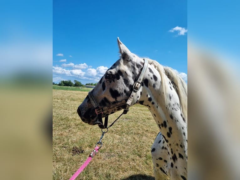 Knabstrup Mare 10 years 15.2 hh Leopard-Piebald in Oterleek