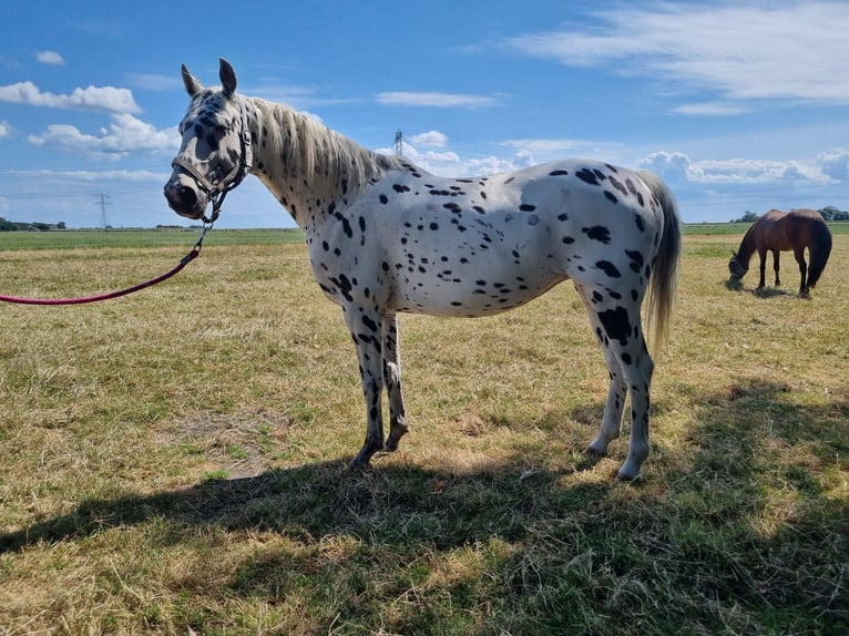 Knabstrup Mare 10 years 15.2 hh Leopard-Piebald in Oterleek