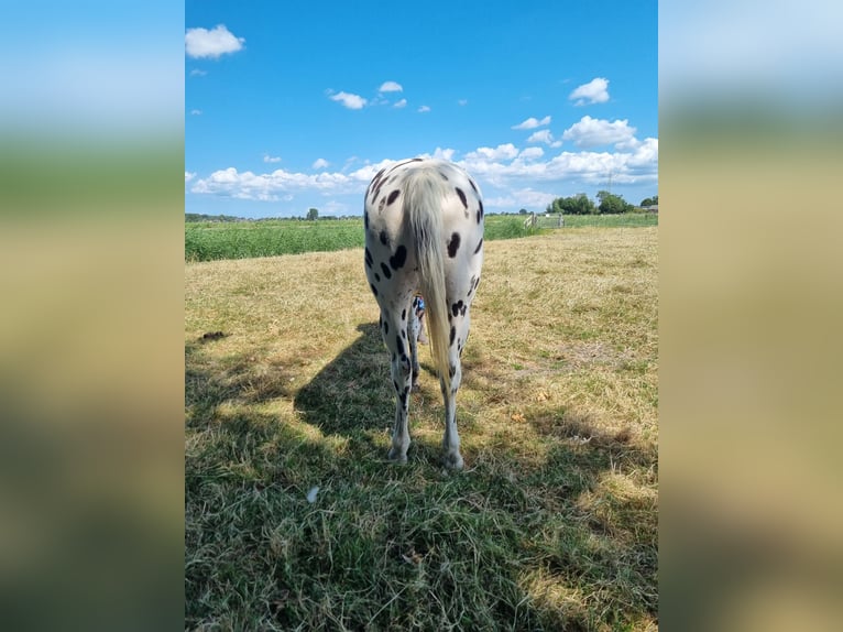 Knabstrup Mare 10 years 15.2 hh Leopard-Piebald in Oterleek