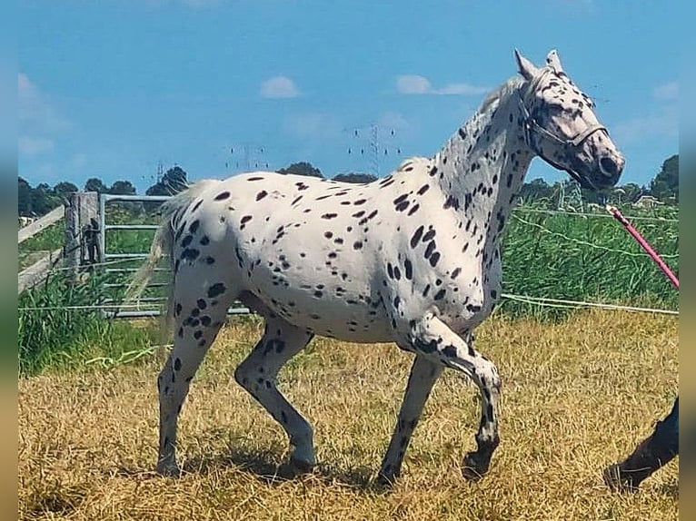 Knabstrup Mare 10 years 15.2 hh Leopard-Piebald in Oterleek