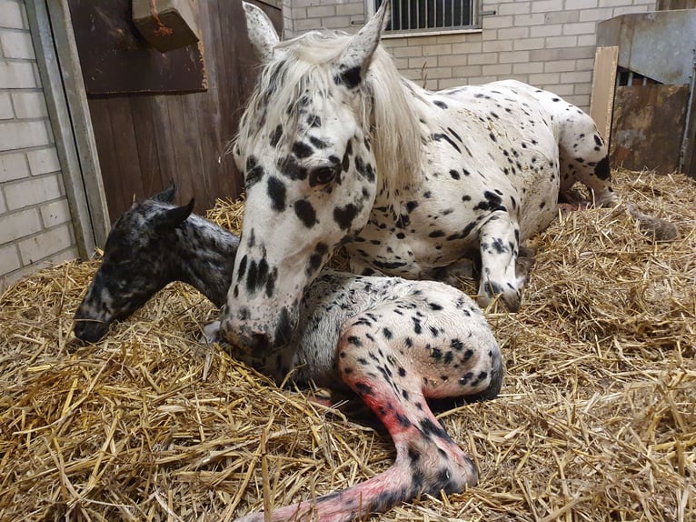 Knabstrup Mare 10 years 15.2 hh Leopard-Piebald in Oterleek