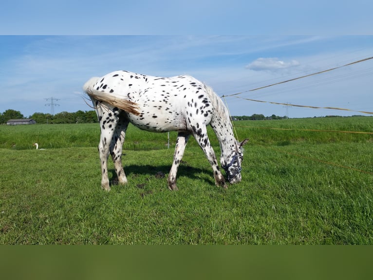 Knabstrup Mare 10 years 15.2 hh Leopard-Piebald in Oterleek