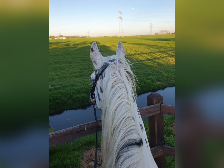 Knabstrup Mare 10 years 15.2 hh Leopard-Piebald in Oterleek