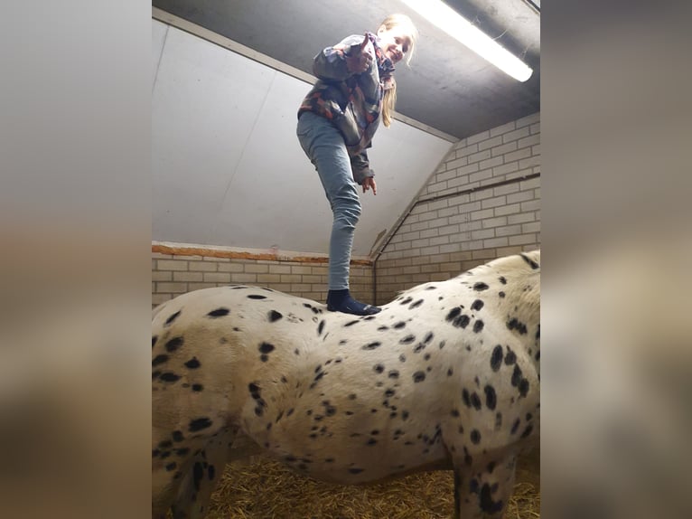 Knabstrup Mare 10 years 15.2 hh Leopard-Piebald in Oterleek