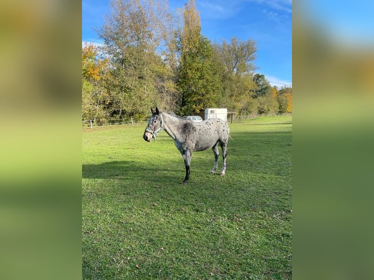 Knabstrup Mix Mare 11 years 14,1 hh Leopard-Piebald in Durfort Lacapelette