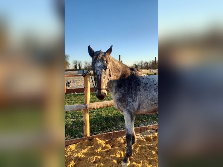 Knabstrup Mix Mare 11 years 14,1 hh Leopard-Piebald in Durfort Lacapelette