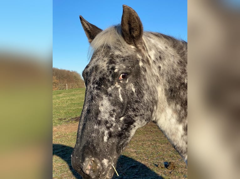 Knabstrup Mare 12 years 14,3 hh Leopard-Piebald in Mohrkirch