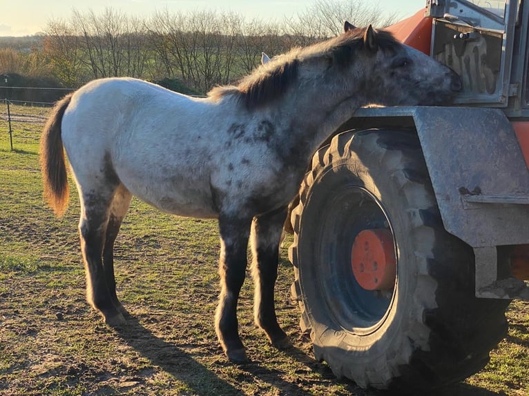 Knabstrup Mare 12 years 14,3 hh Leopard-Piebald in Mohrkirch