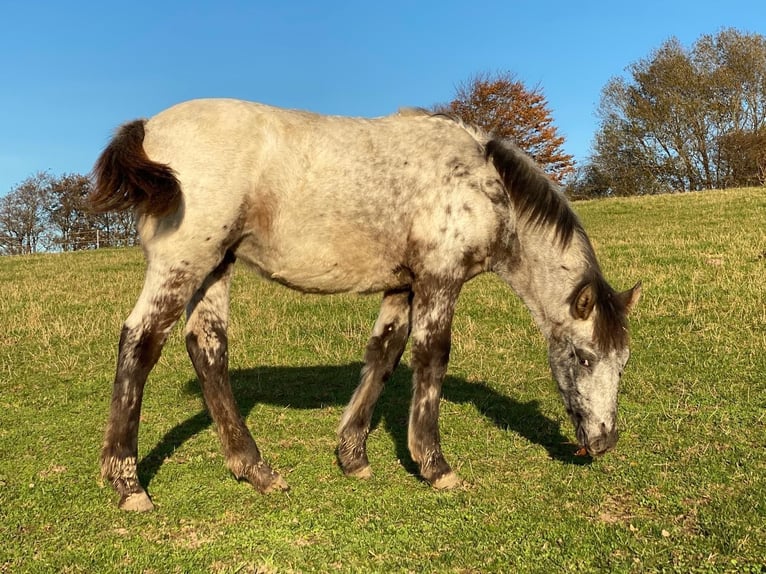 Knabstrup Mare 12 years 14,3 hh Leopard-Piebald in Mohrkirch