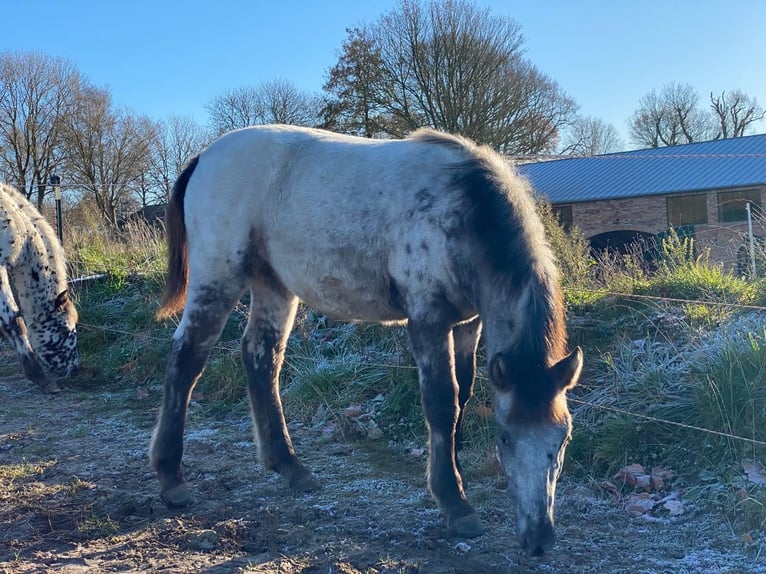 Knabstrup Mare 12 years 14,3 hh Leopard-Piebald in Mohrkirch