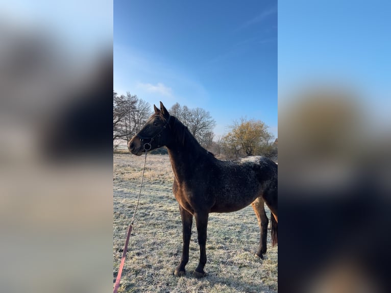 Knabstrup Mix Mare 12 years 15.2 hh Leopard-Piebald in Kühren