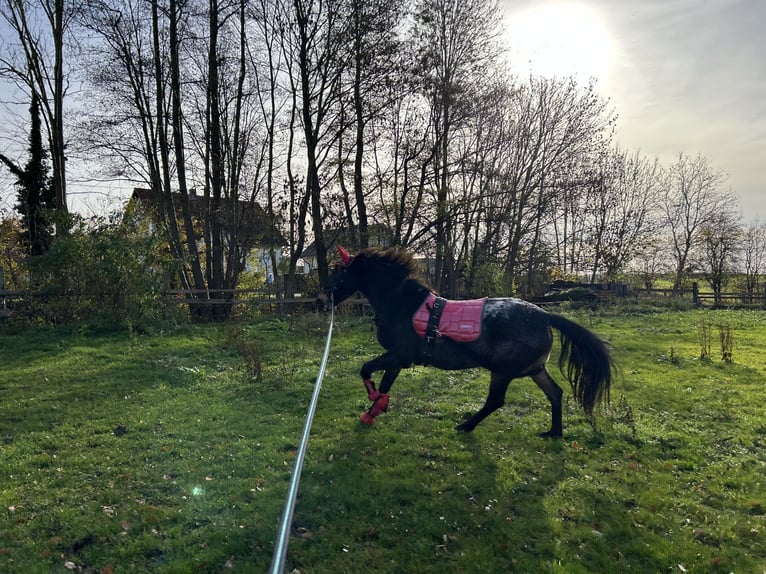Knabstrup Mix Mare 12 years 15.2 hh Leopard-Piebald in Kühren