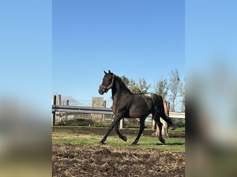 Knabstrup Mix Mare 12 years 15,2 hh Leopard-Piebald in Kühren