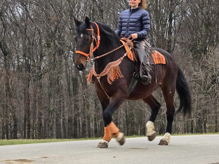 Knabstrup Mare 12 years 16 hh Brown in Linkenbach