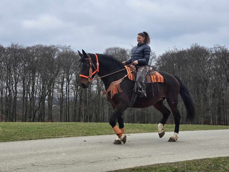 Knabstrup Mare 12 years 16 hh Brown in Linkenbach