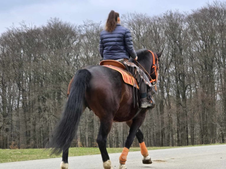 Knabstrup Mare 12 years 16 hh Brown in Linkenbach