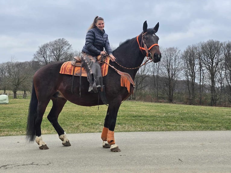 Knabstrup Mare 12 years 16 hh Brown in Linkenbach