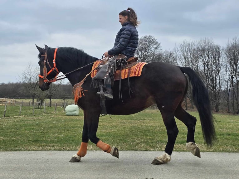 Knabstrup Mare 12 years 16 hh Brown in Linkenbach