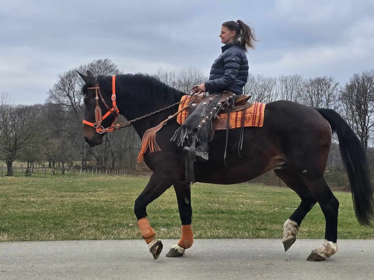 Knabstrup Mare 12 years 16 hh Brown in Linkenbach