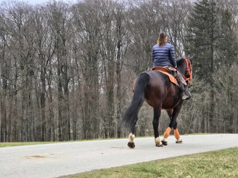 Knabstrup Mare 12 years 16 hh Brown in Linkenbach