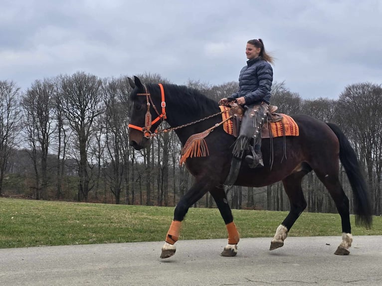 Knabstrup Mare 12 years 16 hh Brown in Linkenbach