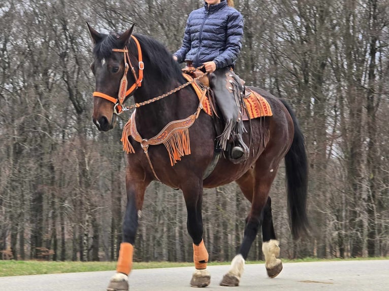 Knabstrup Mare 12 years 16 hh Brown in Linkenbach