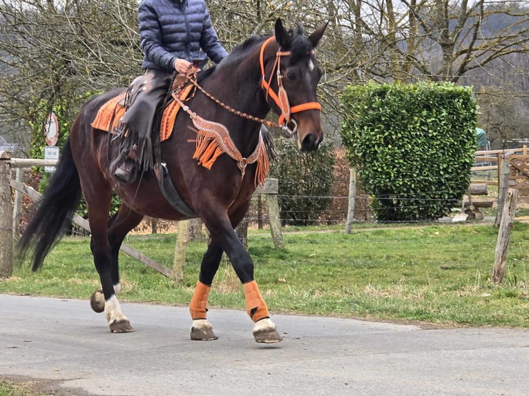 Knabstrup Mare 12 years 16 hh Brown in Linkenbach