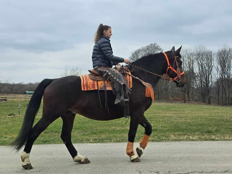 Knabstrup Mare 12 years 16 hh Brown in Linkenbach