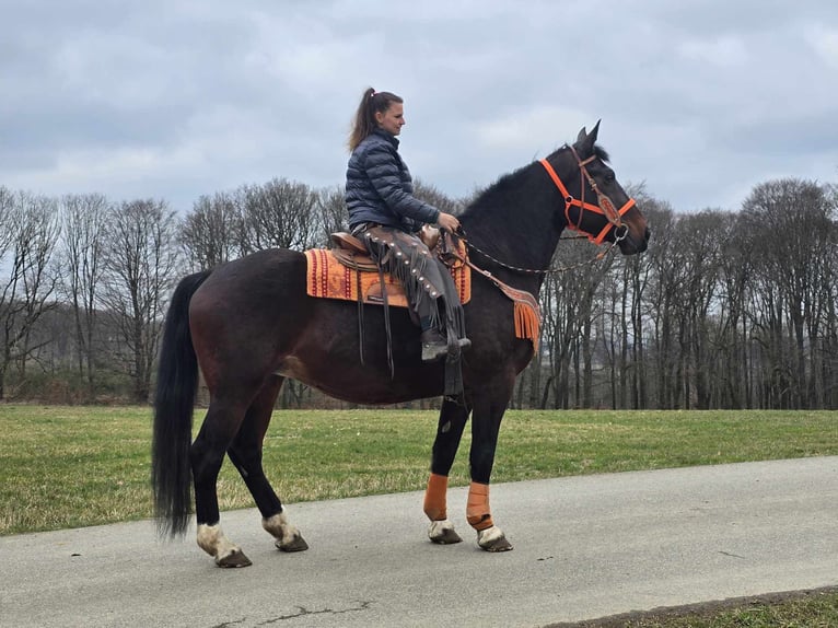 Knabstrup Mare 12 years 16 hh Brown in Linkenbach