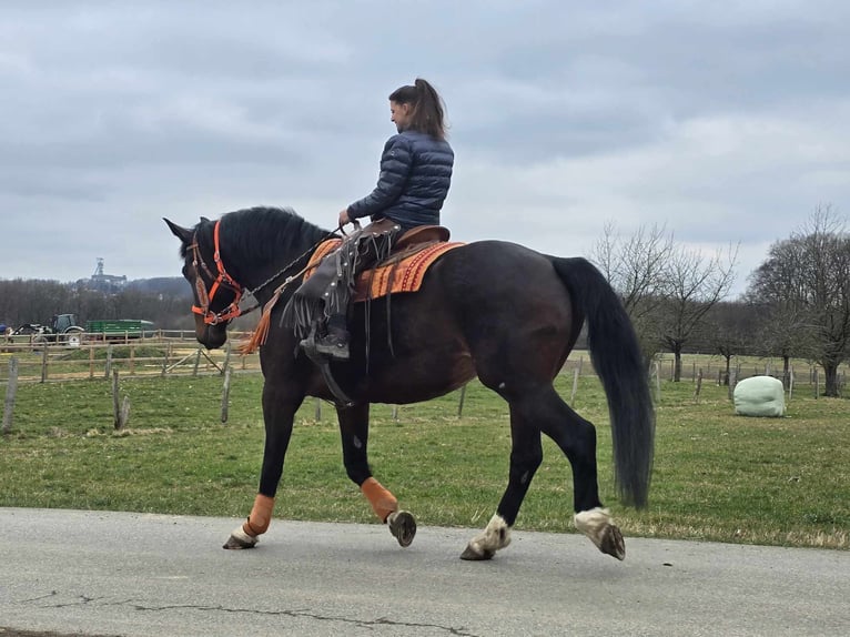 Knabstrup Mare 12 years 16 hh Brown in Linkenbach