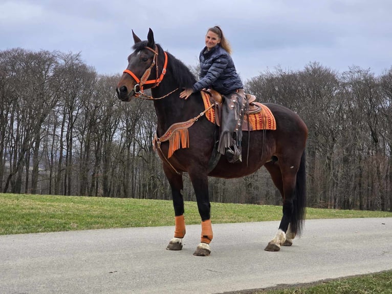 Knabstrup Mare 12 years 16 hh Brown in Linkenbach