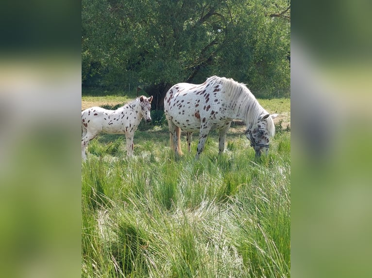 Knabstrup Mix Mare 13 years 14,2 hh Leopard-Piebald in Münchberg