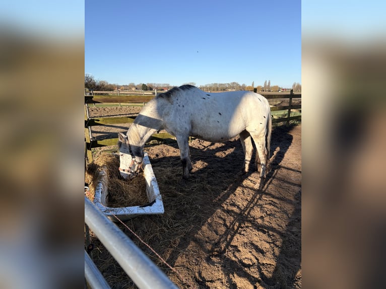 Knabstrup Mare 13 years 14,2 hh Leopard-Piebald in Rockanje