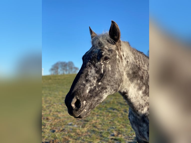 Knabstrup Mare 13 years 14,3 hh Leopard-Piebald in Mohrkirch